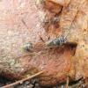 Sceliphron curvatum